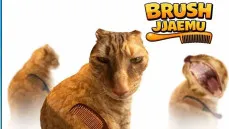 Brush Jjaemu